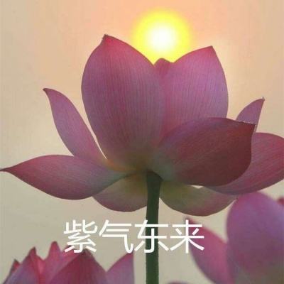 中餐厅华为版下载